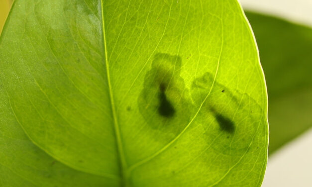 How transparent glass frogs hide their red blood from predators