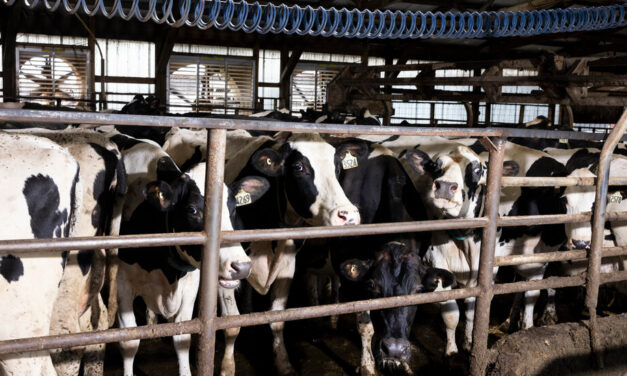 CDC study finds silent bird flu infections in milk veterinarians