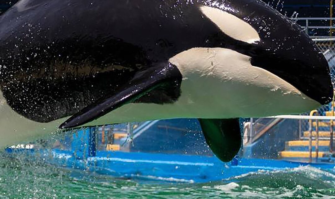 Did an Orca trainer Jessica killed bike cliffs? Hoax explained
