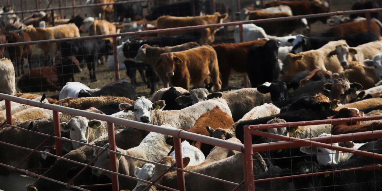 FDA approves Merck drug for decimated cattle herds to combat snailworms