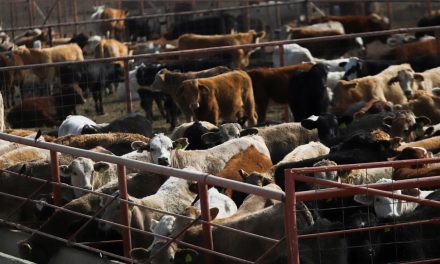 Why ranchers say Trump’s talk of Argentine beef imports isn’t a solution