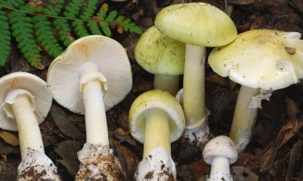 4 dead in mushroom poisoning outbreak in California