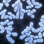 Genetic scores are booming. But will anti-discrimination laws cover your DNA?